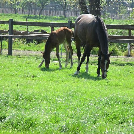 B&B De TurffabriekGriendtsveen エクステリア 写真